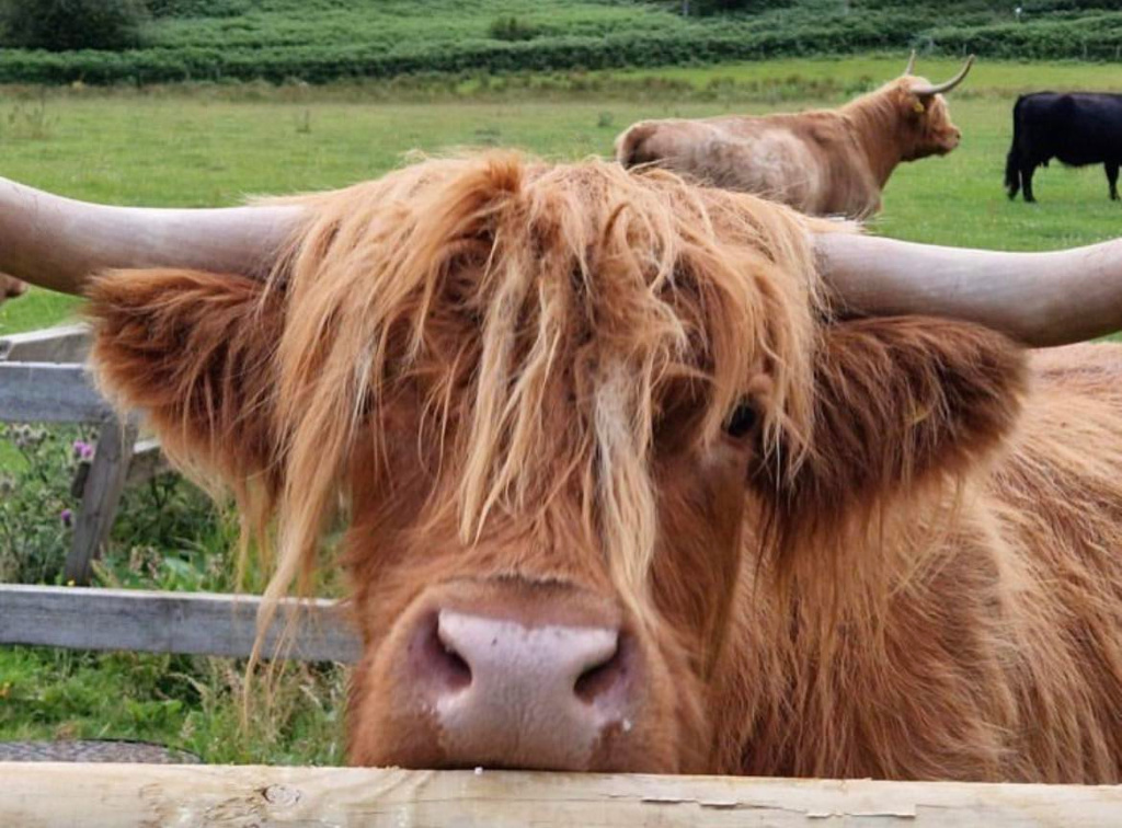 1 Camerons Tea Room Highalnd Cows 1024 X 765 1 camerons tea room highalnd cows 1024 x 765
