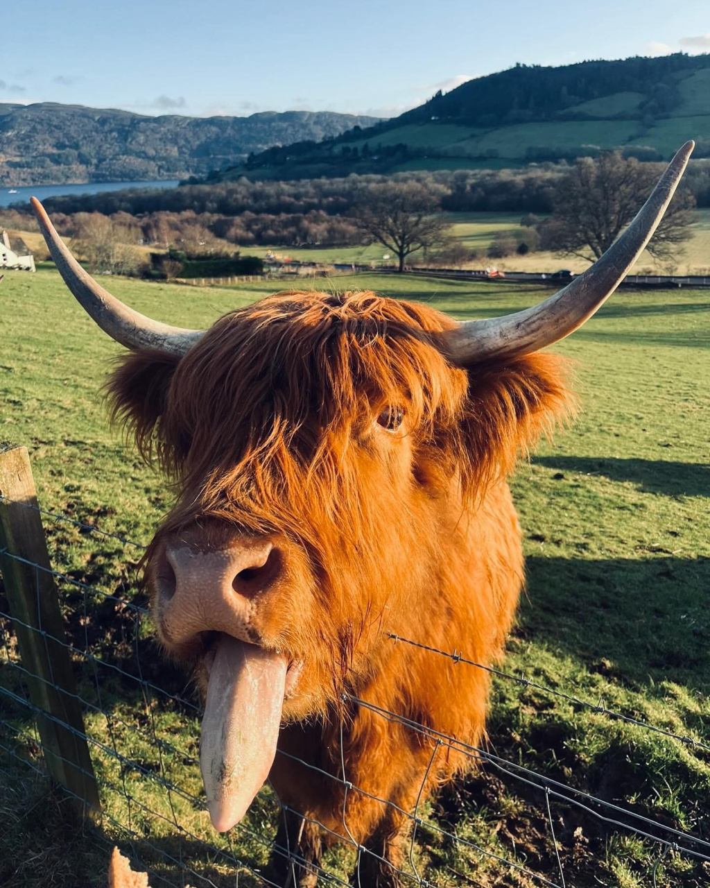 Pair of Highland cows grazing beside Quila Cridhe Tea Rooms