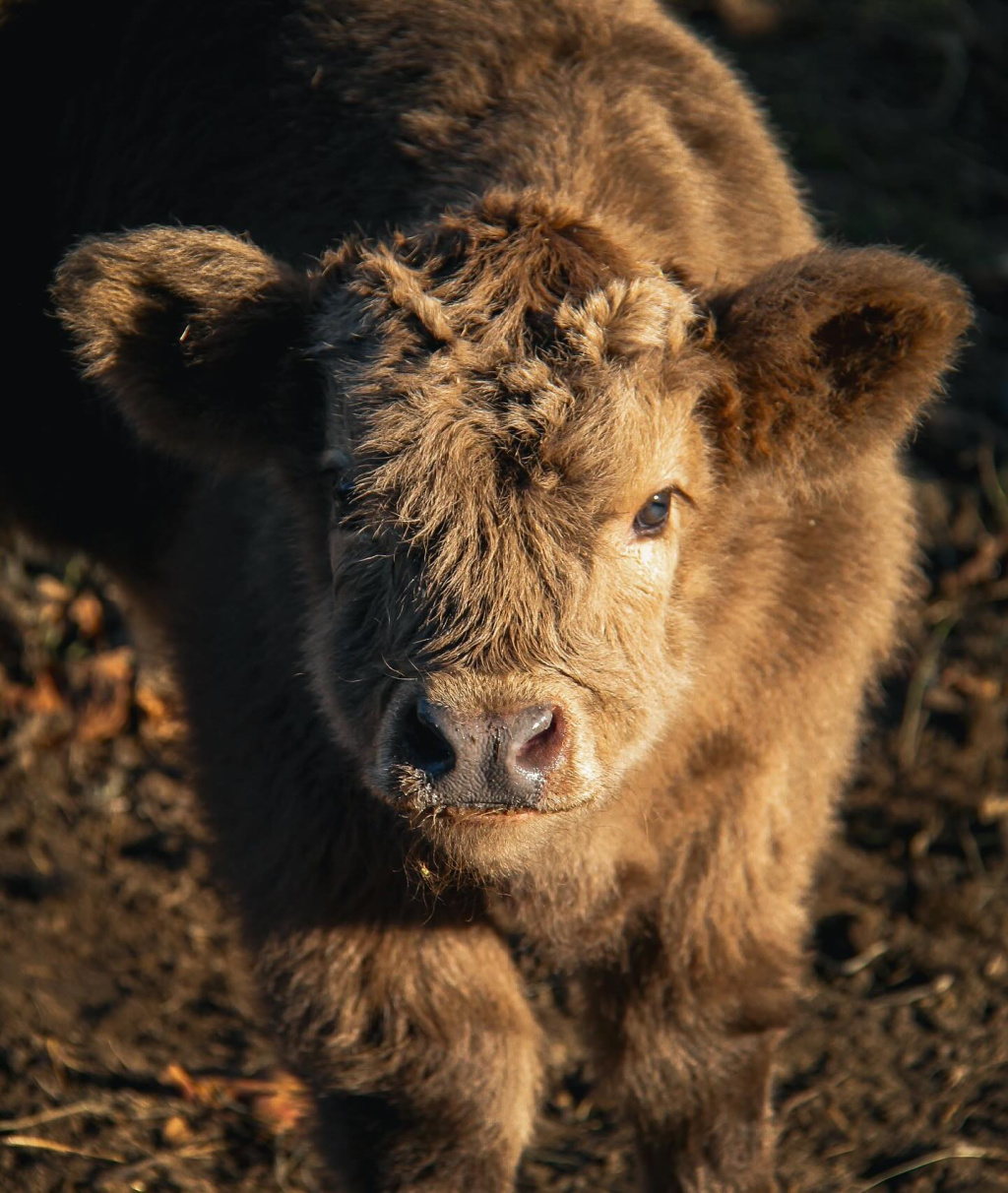 Highland cow and calf near Quila Cridhe Tea Rooms in Drumnadrochit