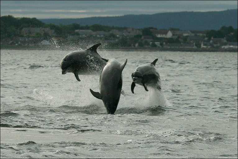 Spring Wildlife Watching In In Section 1 Right Share epic views over loch ness and its iconic castle.